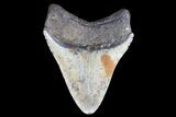 Megalodon Tooth - North Carolina #83967-2